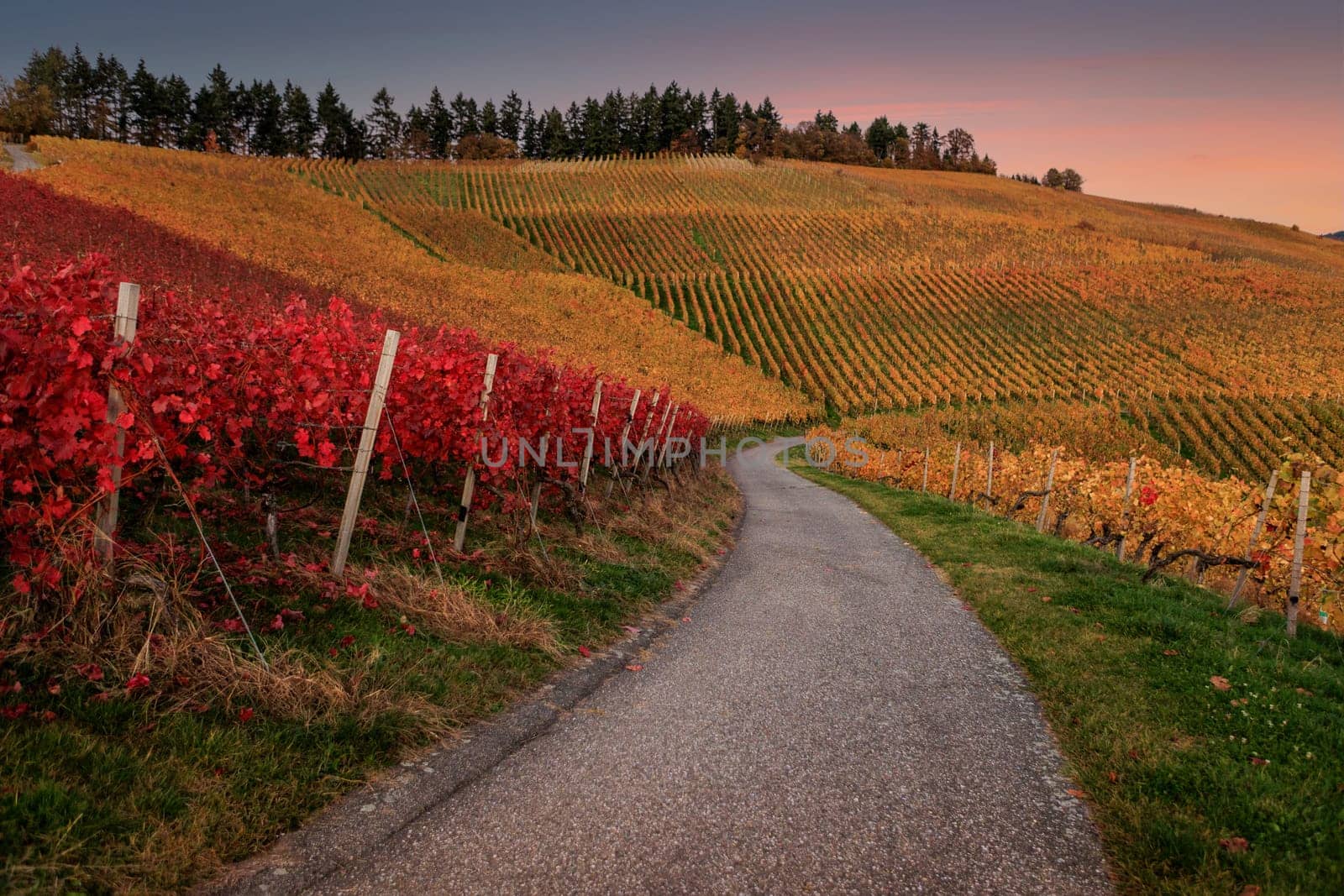 vineyard in autumn with road
