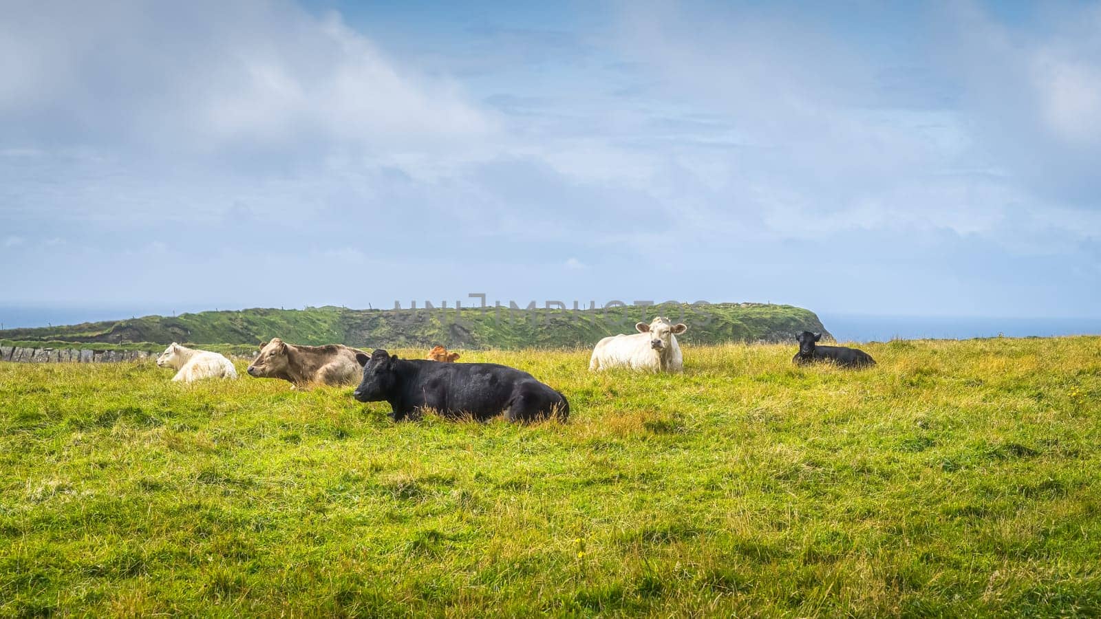 Herd of cows or cattle grazing on fresh green field or pasture in Cliffs of Moher, Wild Atlantic Way, County Clare, Ireland