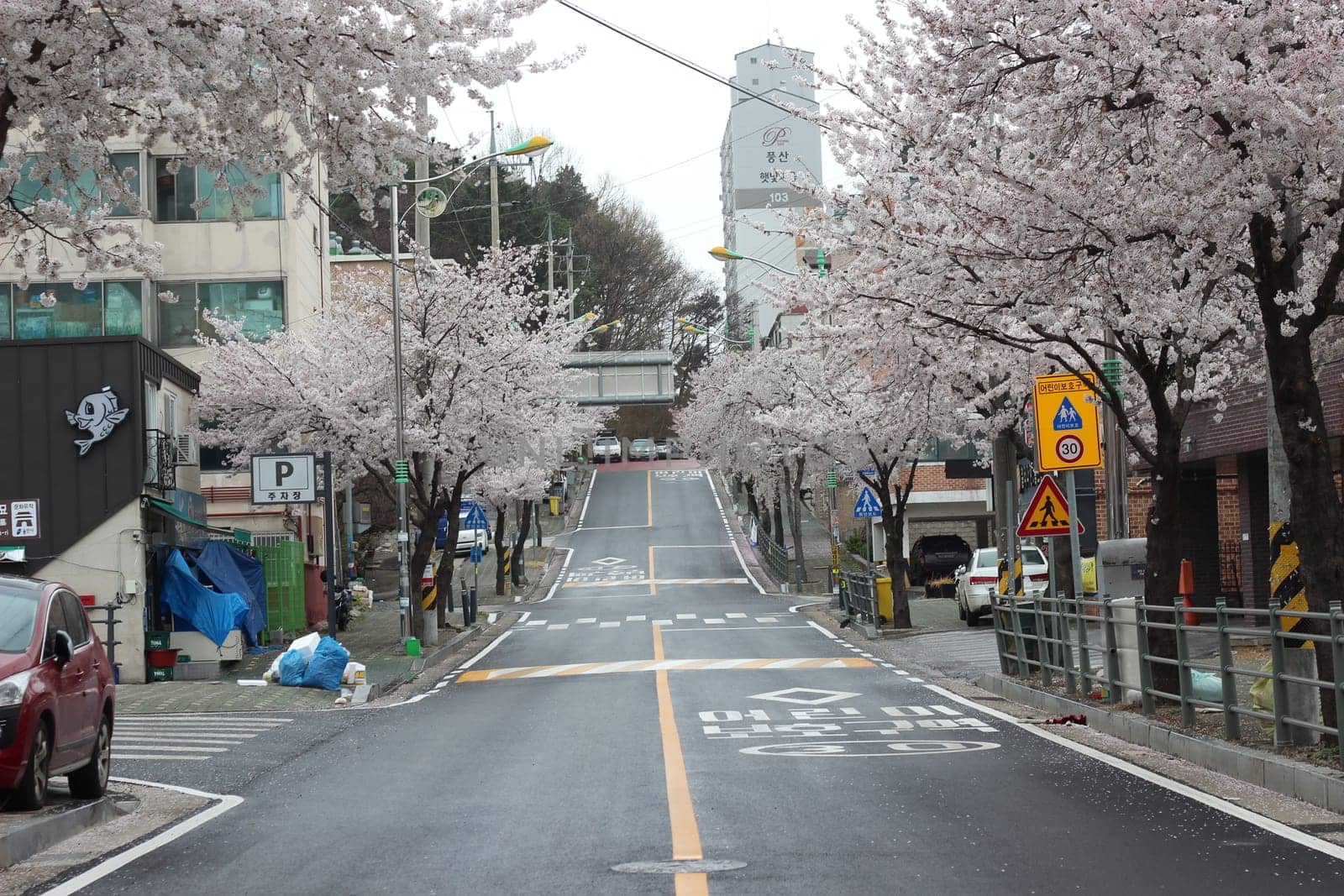 White cherry blossom in garden. Trees with white cherry flowers with lovely scenic view