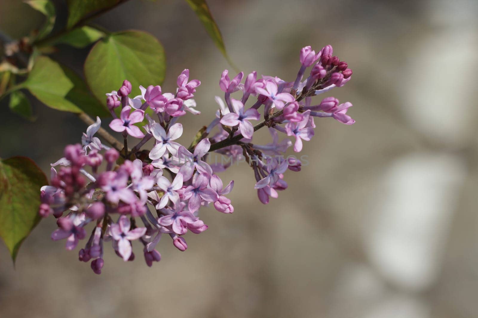 Blossoming white cherry flowers in spring time with green leaves