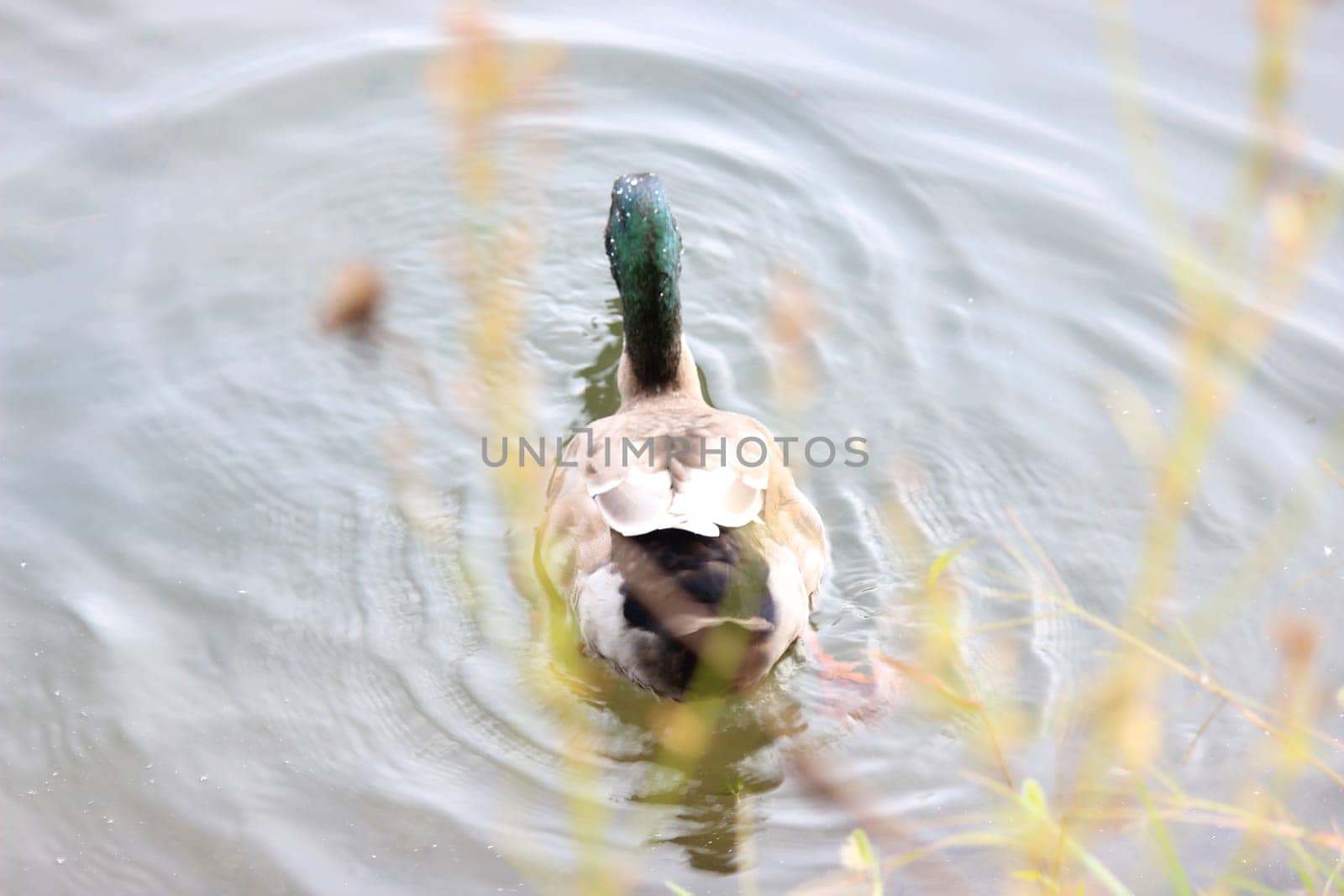 Graceful mallard duck swimming in deep water with ripples. A single duck on a pond making ripples on water