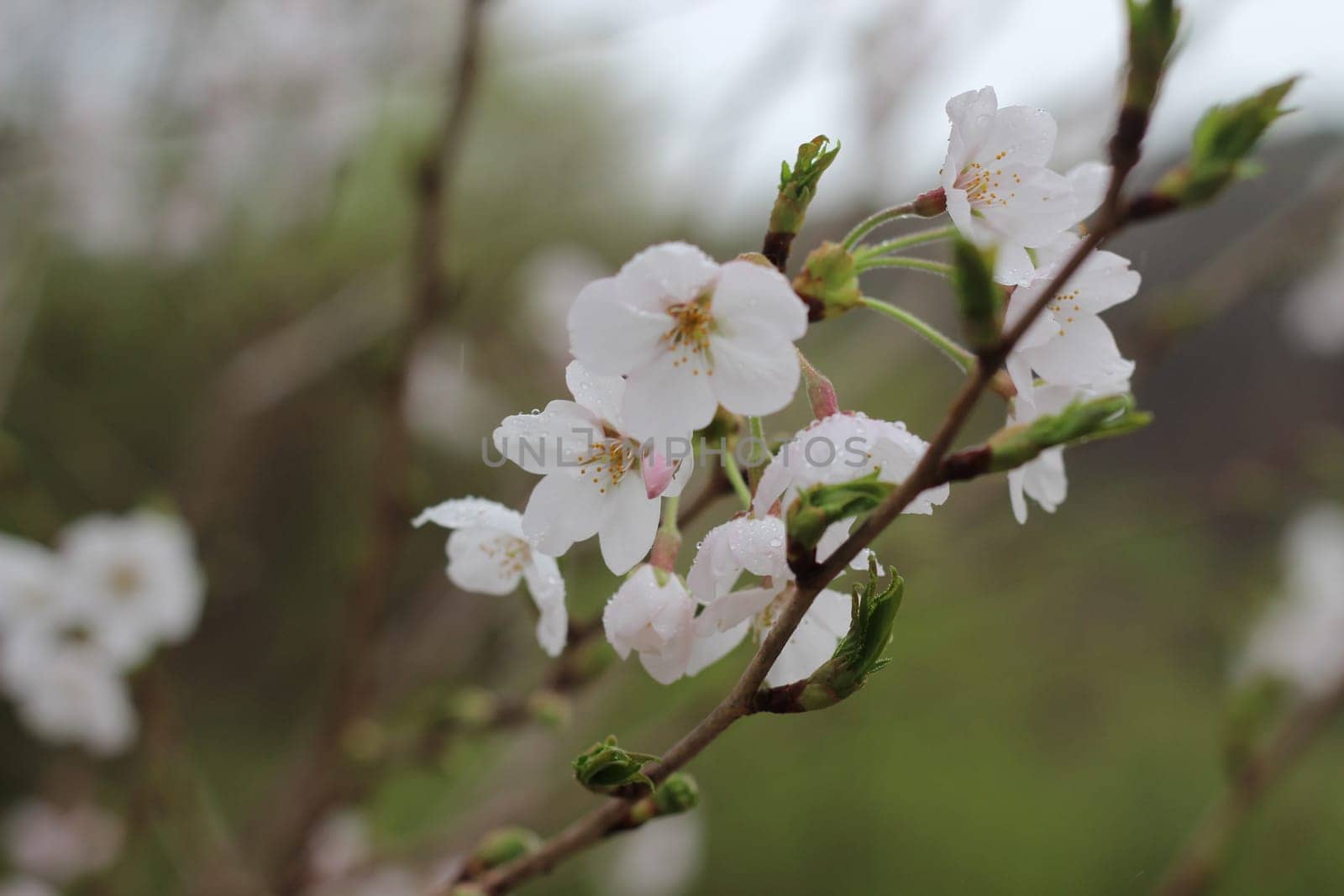 Blossoming white cherry flowers in spring time with green leaves