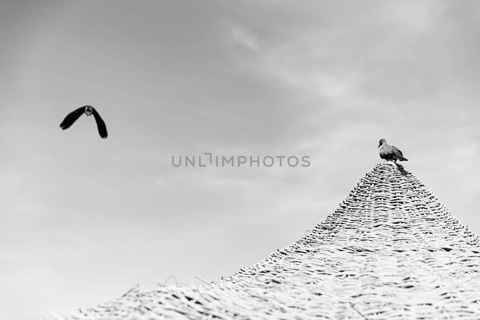 Black-white photography. Two pigeon or dove bird sitting at wooden straw umbrella or thatched hut against beautiful cloudy sky view at beach, another flying. Bird fly in sky, another one sit at roof.