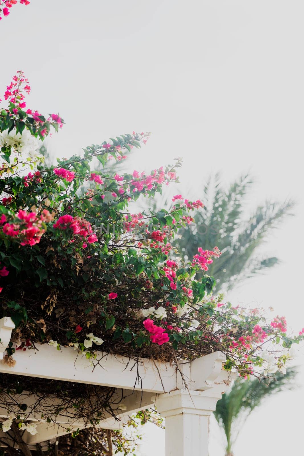 Beautiful bush of pink flowers on an arch. High quality photo