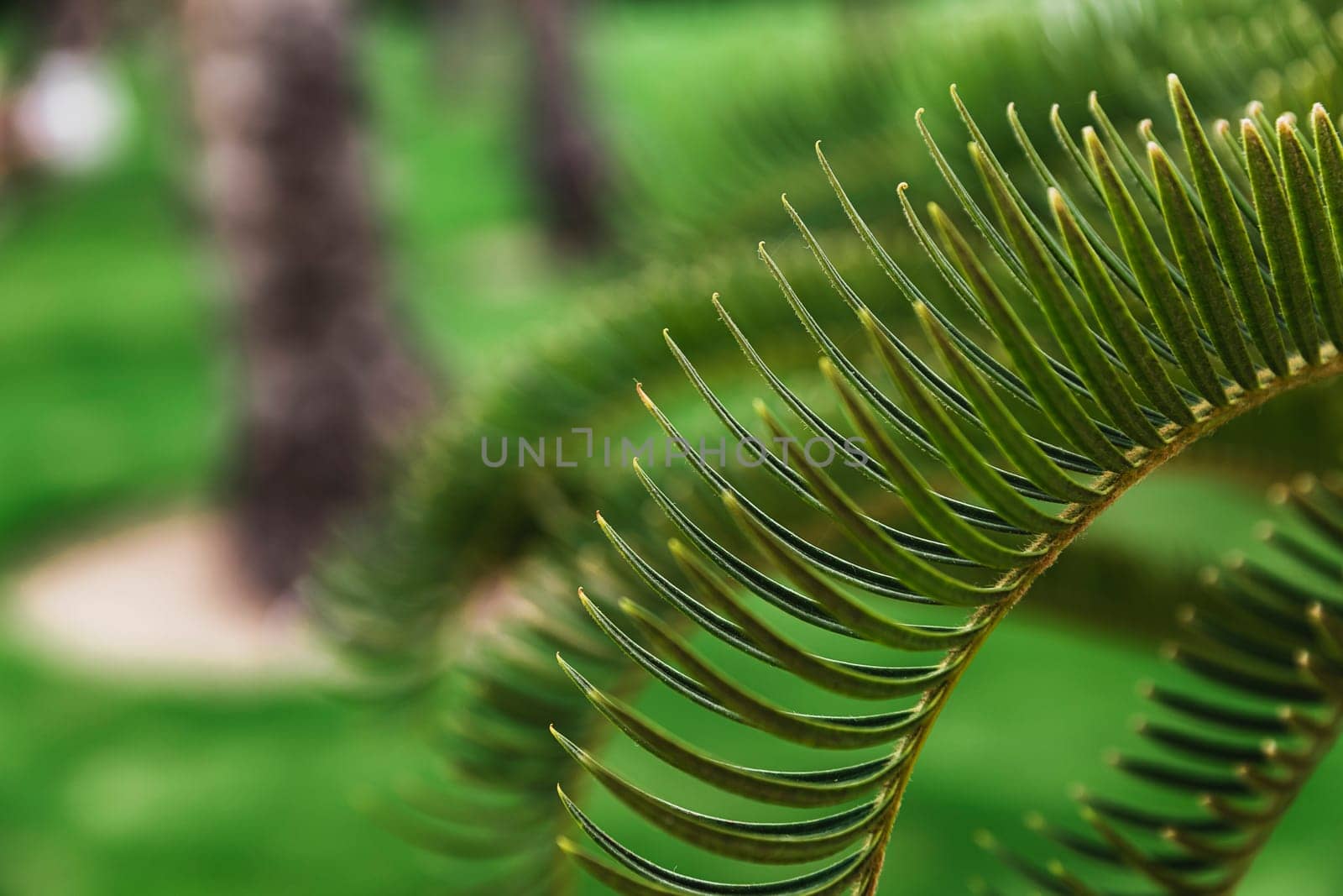 Various green palm tree leaves in nature outdoor close up. Natural wallpaper background. Beauty of nature. Relaxation time in garden. Relax in national park land. High quality photo
