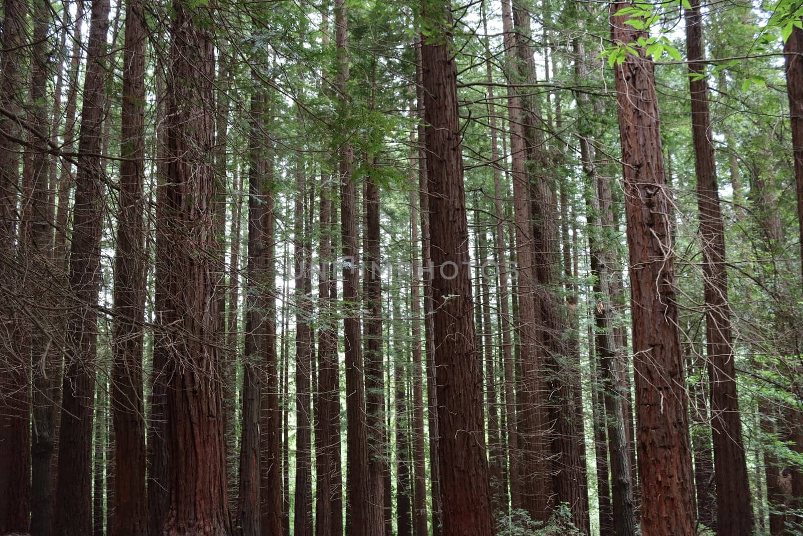 beautiful redwood forest giant trees huge fat tall wood