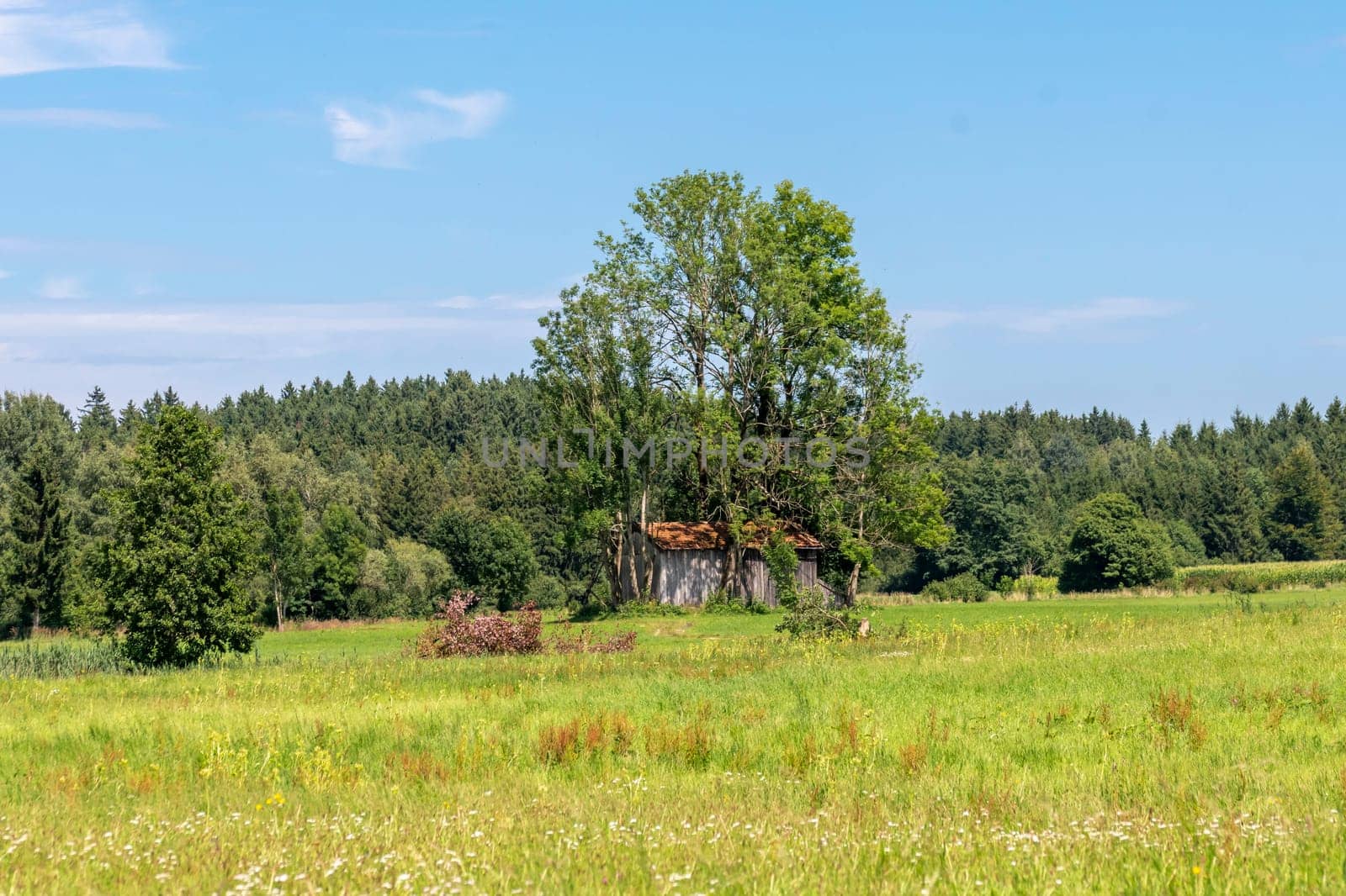 Abandoned hut under trees on a meadow with blue sky in Bavaria Germany