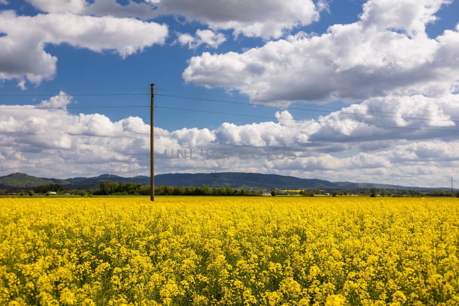 rapeseed field in summer