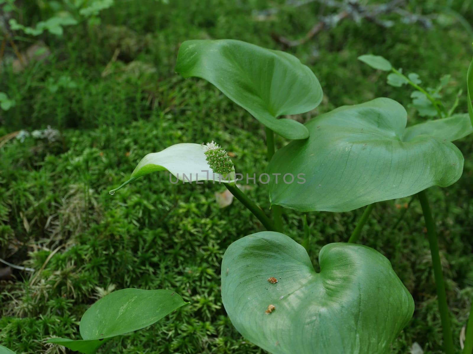 flower marsh calla close to, aquatic plant