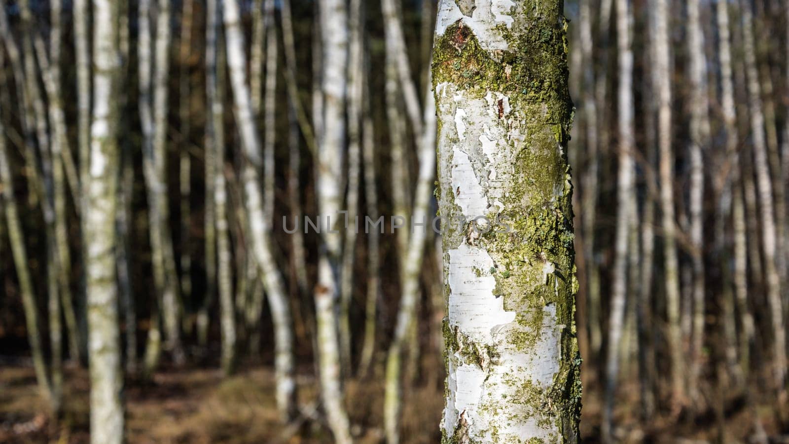 birch tree trunk in a forest