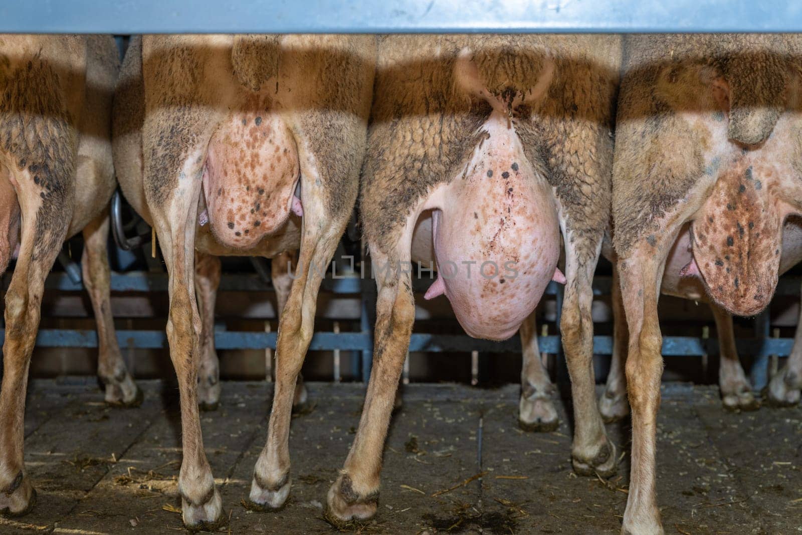sheep milking session on the farm in the south of France