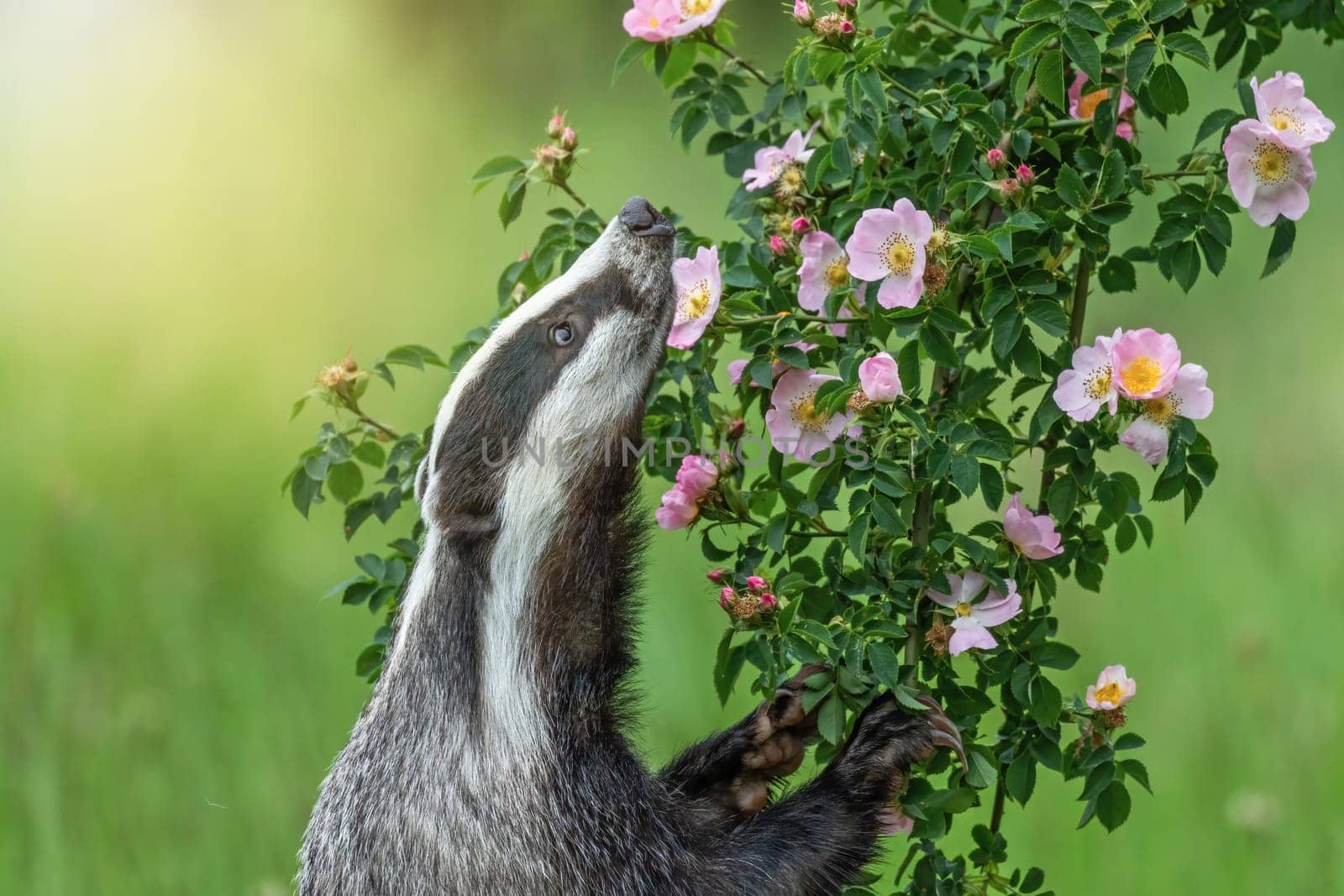 Beautiful European badger is  sniffing flowering wild rose standing on hind legs. Horizontally.