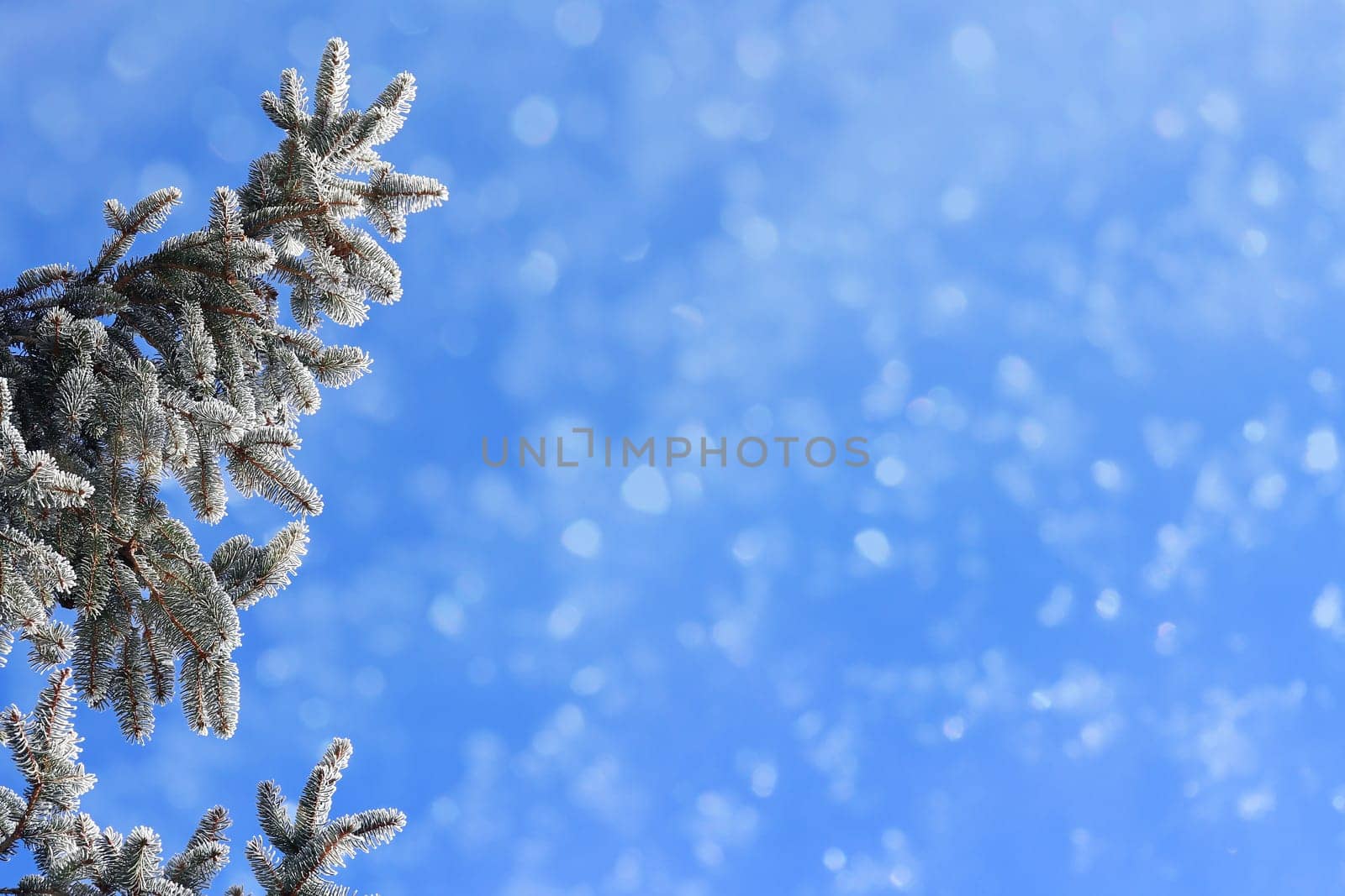Christmas background fir branches with snowflakes against blue sky