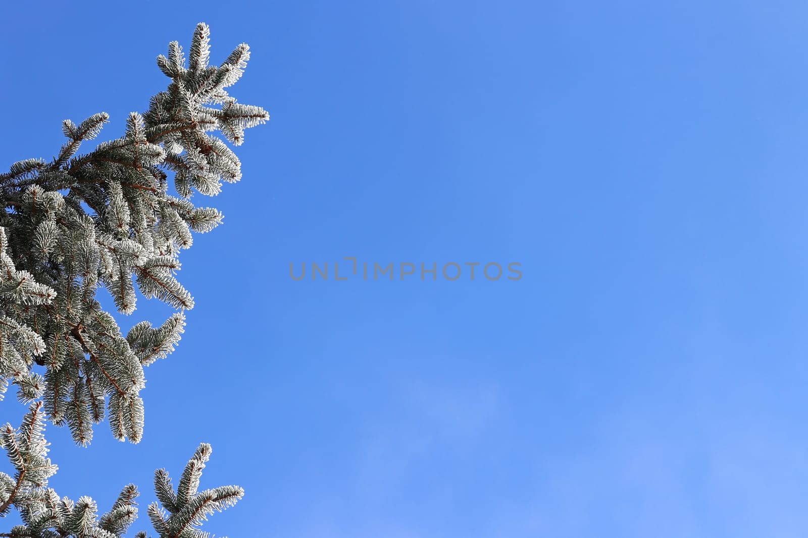 Christmas background with fir branches against blue sky