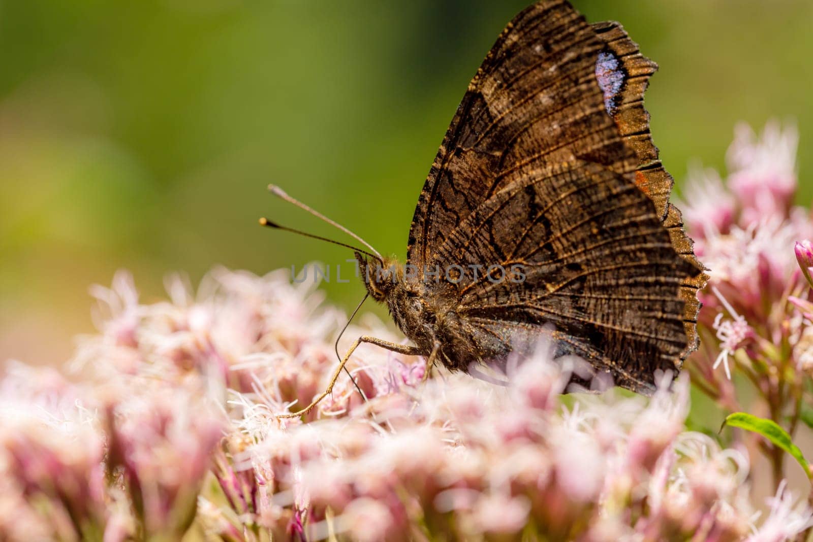 Side shot of a peacock butterfly Aglais io butterfly on a pink flower in the sunshine