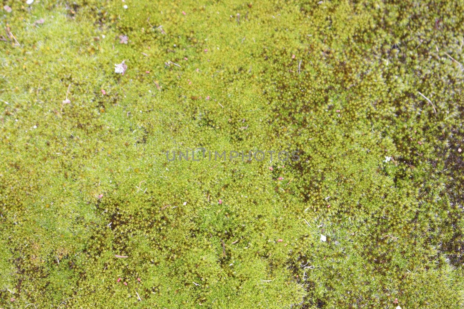 beautiful natural moss fresh soft boiling green