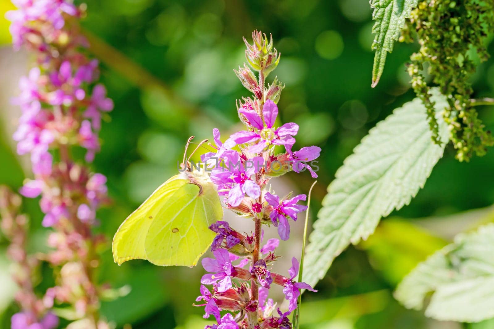 Side shot of a brimstone butterfly Gonepteryx rhamni butterfly on a flower in the sunshine