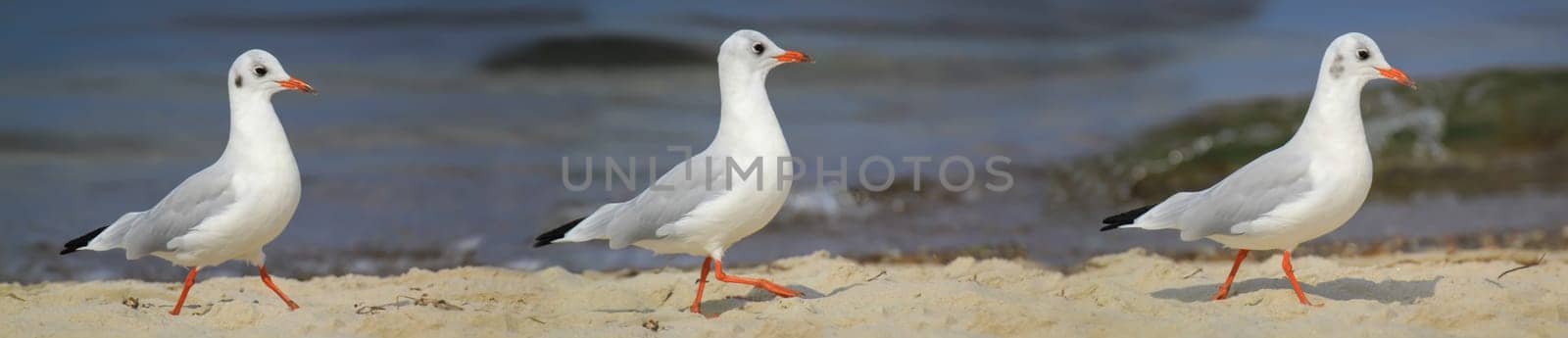 A black-headed gull on the Baltic Sea. Black-headed gulls are a smaller species of gull, they don't get that big.