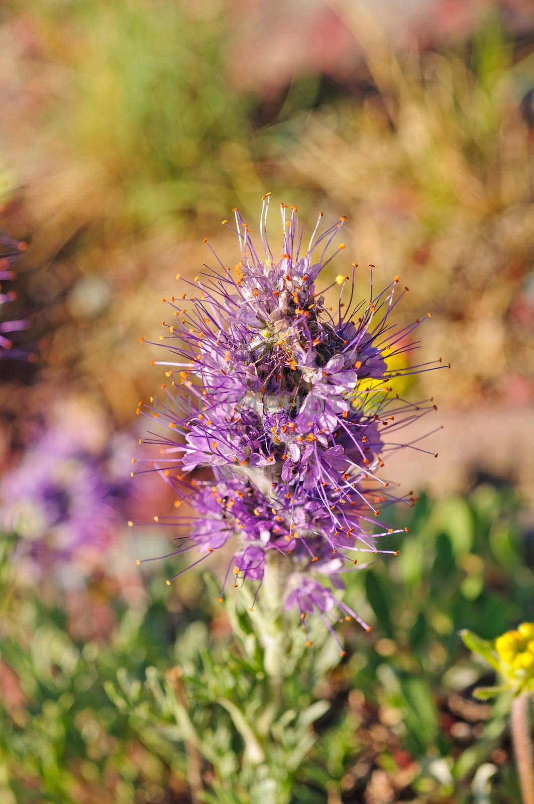 Silky Phacelia in Its Summer Bloom near Lake Okatomi in Glacier National Park in Montana