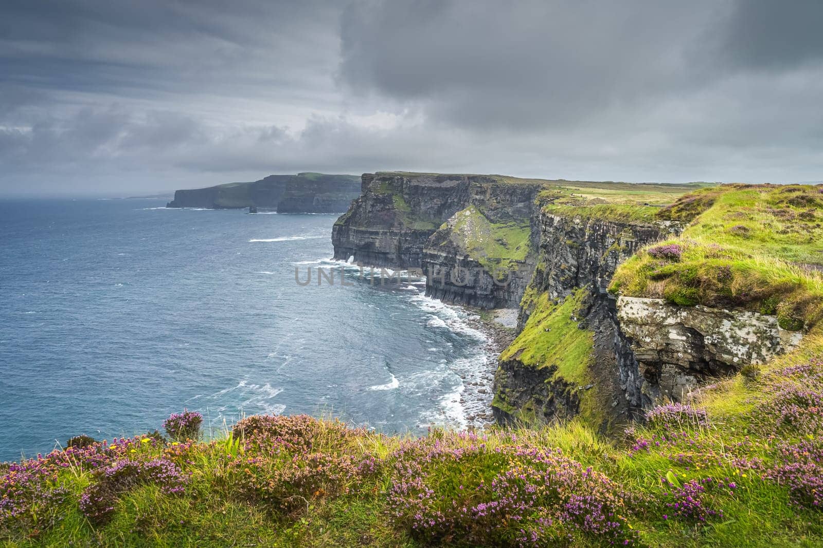 Purple heather growing on the edge of majestic and iconic Cliffs of Moher, popular tourist attraction, Wild Atlantic Way, County Clare, Ireland
