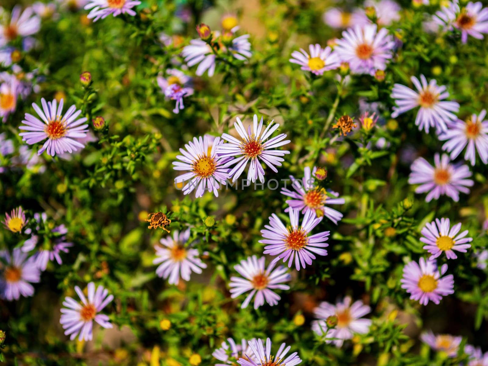 Purple flowers of blooming bush aster with green leaves. Blooming flower. Lilac aster bush. Green leaves. Bouquet of flowers. Frost-resistant garden plants. Background image.