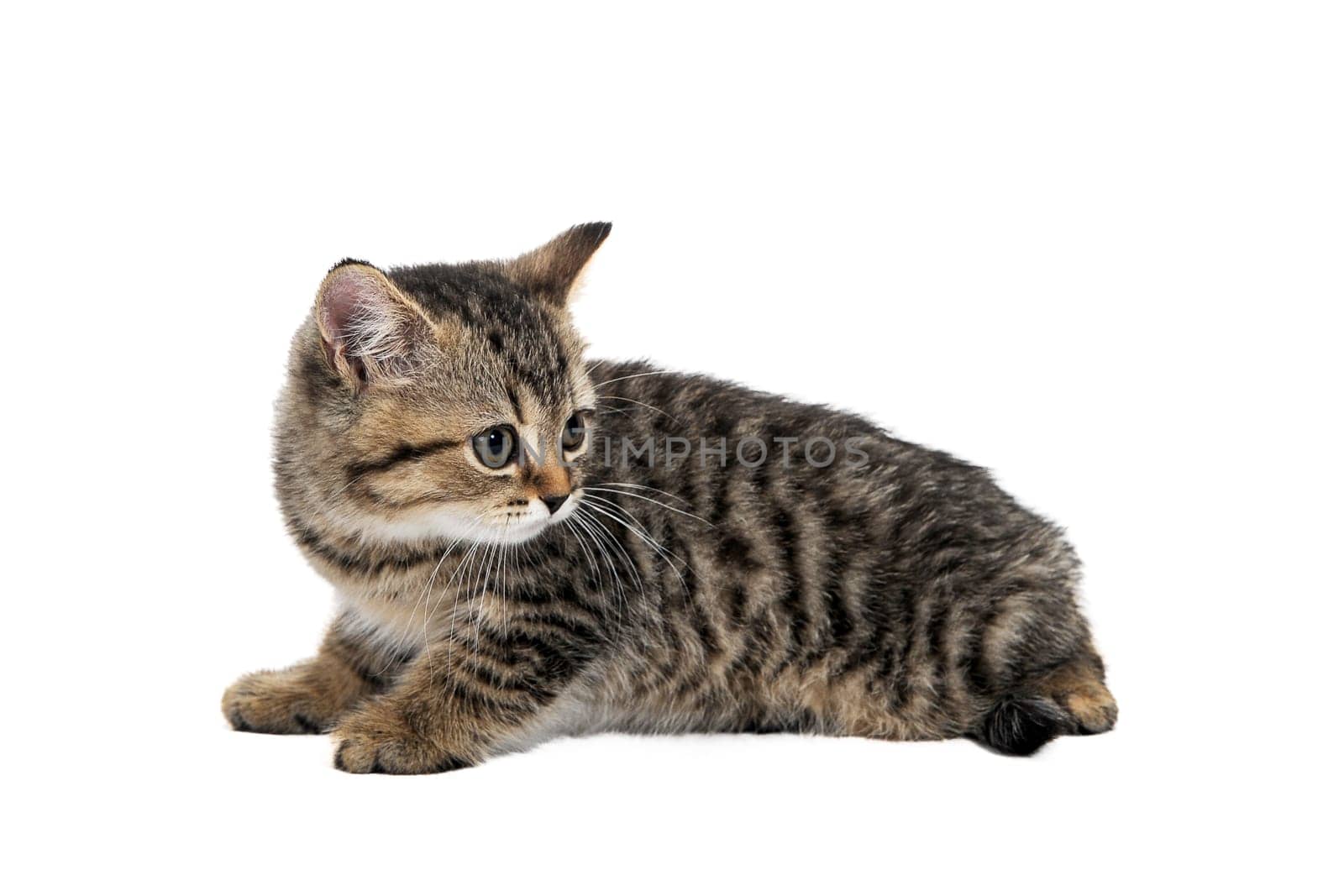 tabby purebred kitten sits on a white isolated background. High quality photo