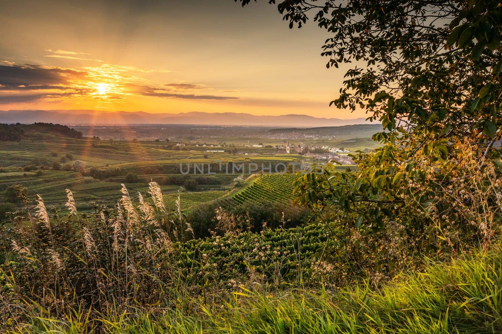 german village in the wine-growing region