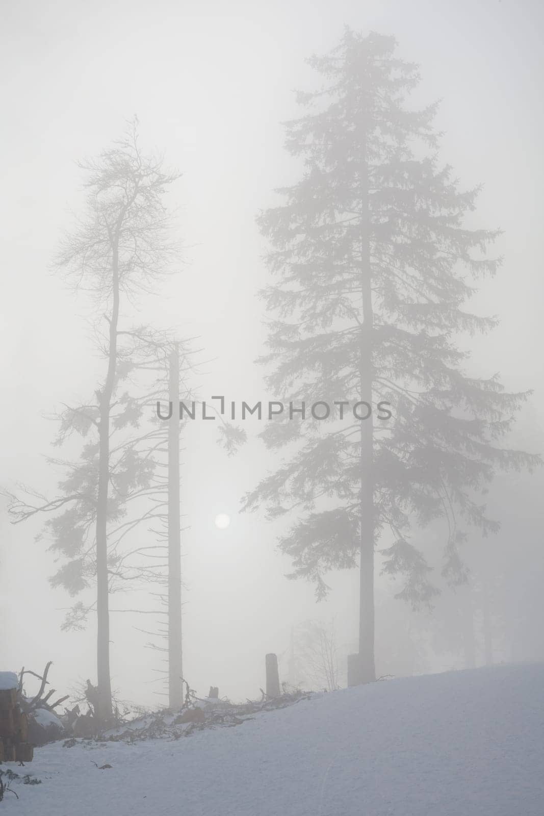 fir tree in winter with fog, black forest, foggy, sunlight, sun