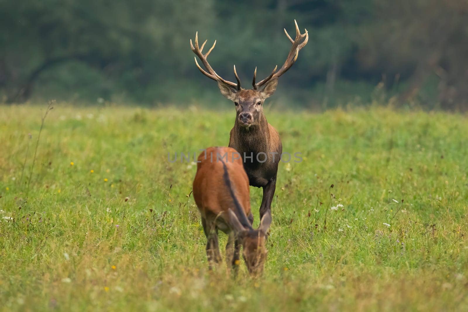 Red deer, cervus elaphus, stag observing a grazing doe on a green hay field in autumn mating season. Couple of wild mammals standing close together in green wilderness. Animal wildlife in courtship.