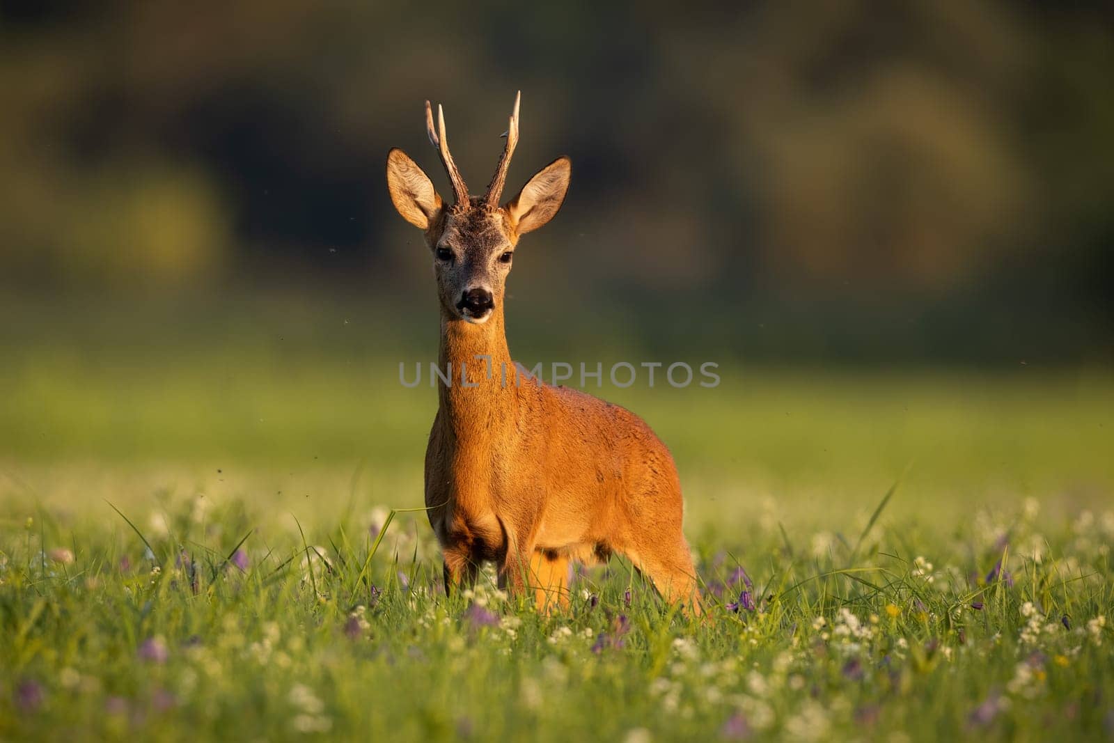 Roe deer, capreolus capreolus, looking on meadow in summertime golden hour. Antlered mammal standing in wildflowers in sunset. Roebuck watching on field.