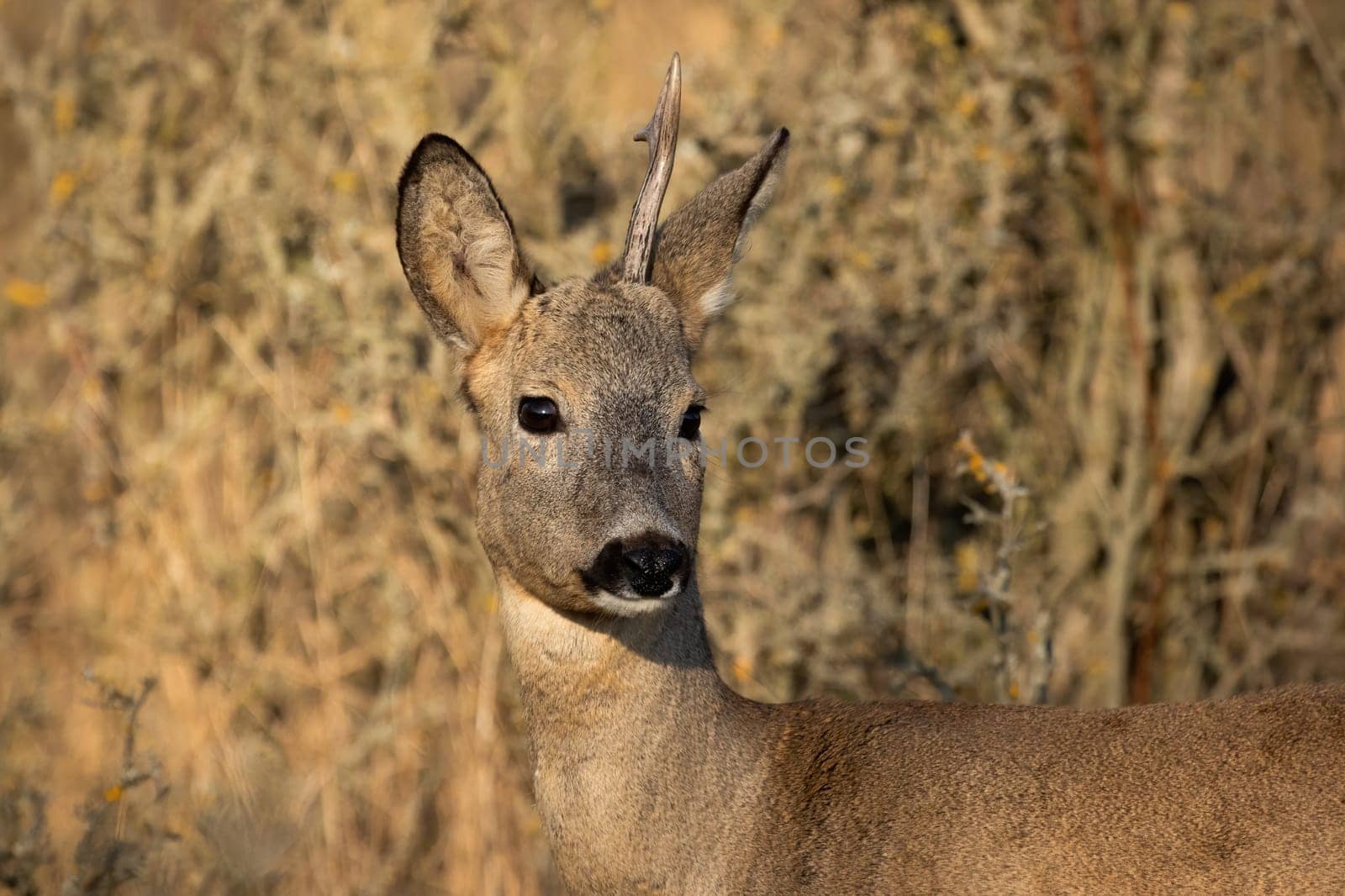 Roe deer, capreolus capreolus, shedding antler in autumn nature in close-up. Portrait of male mammal looking in brown environment. Roebuck with only one horn on head watching in wilderness in detail.