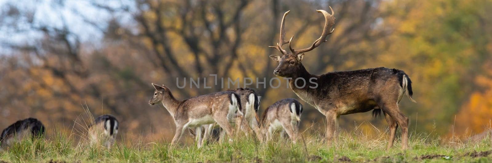 Group of fallow deer, dama dama, standing on field in horizontal shot. Herd of antlered mammls observing on color glade in autumn. Stag with hinds looking on grass in fall.