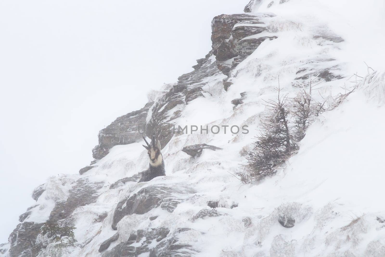 Tatra chamois, rupicapra rupicapra tatrica, standing on mountains in winter nature. Wild goat observing on snowy rocks. Animal with curved horns looking on stones in mist.