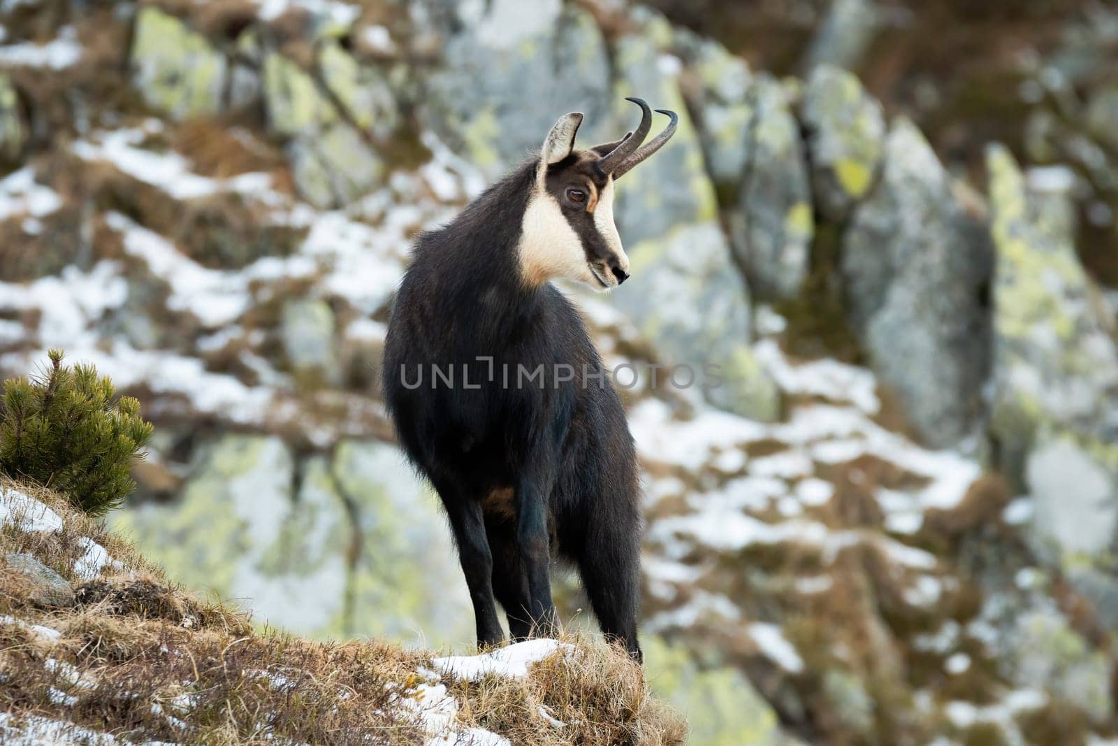 Tatra chamois, rupicapra rupicapra tatrica, standing on rocks in winter. Mammal with curved horns observing on stones. Carpathian animal looking in wilderness.