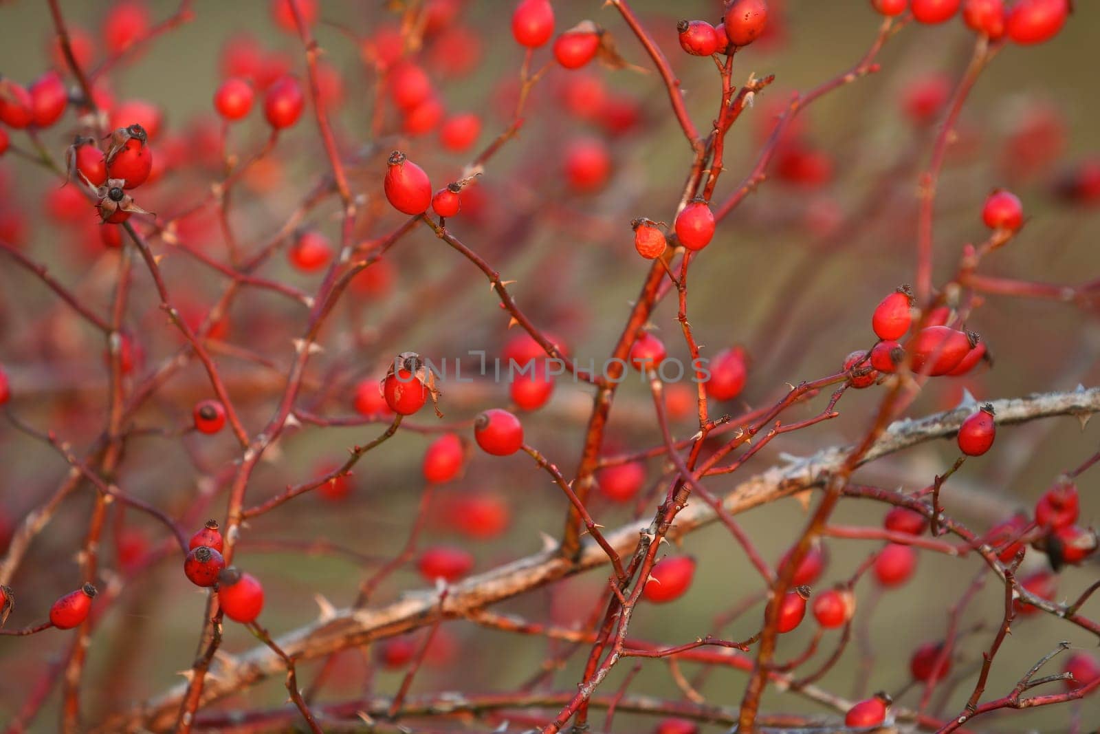 Bunch of rosehips growing on twig in autumn nature. Many ripe antioxidant food on dry tree in fall with copy space. Background of raw vitamin fruit on branch.