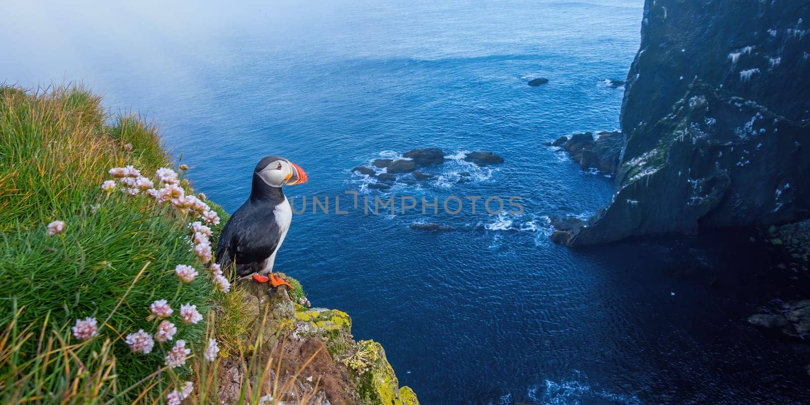 Atlantic puffin, fratercula arctica, standing on cliff in summertime. Panorami horizontal composition of colorful seabird observing on mountainside near to sea. Wild aquatic animal looking to the blue ocean.