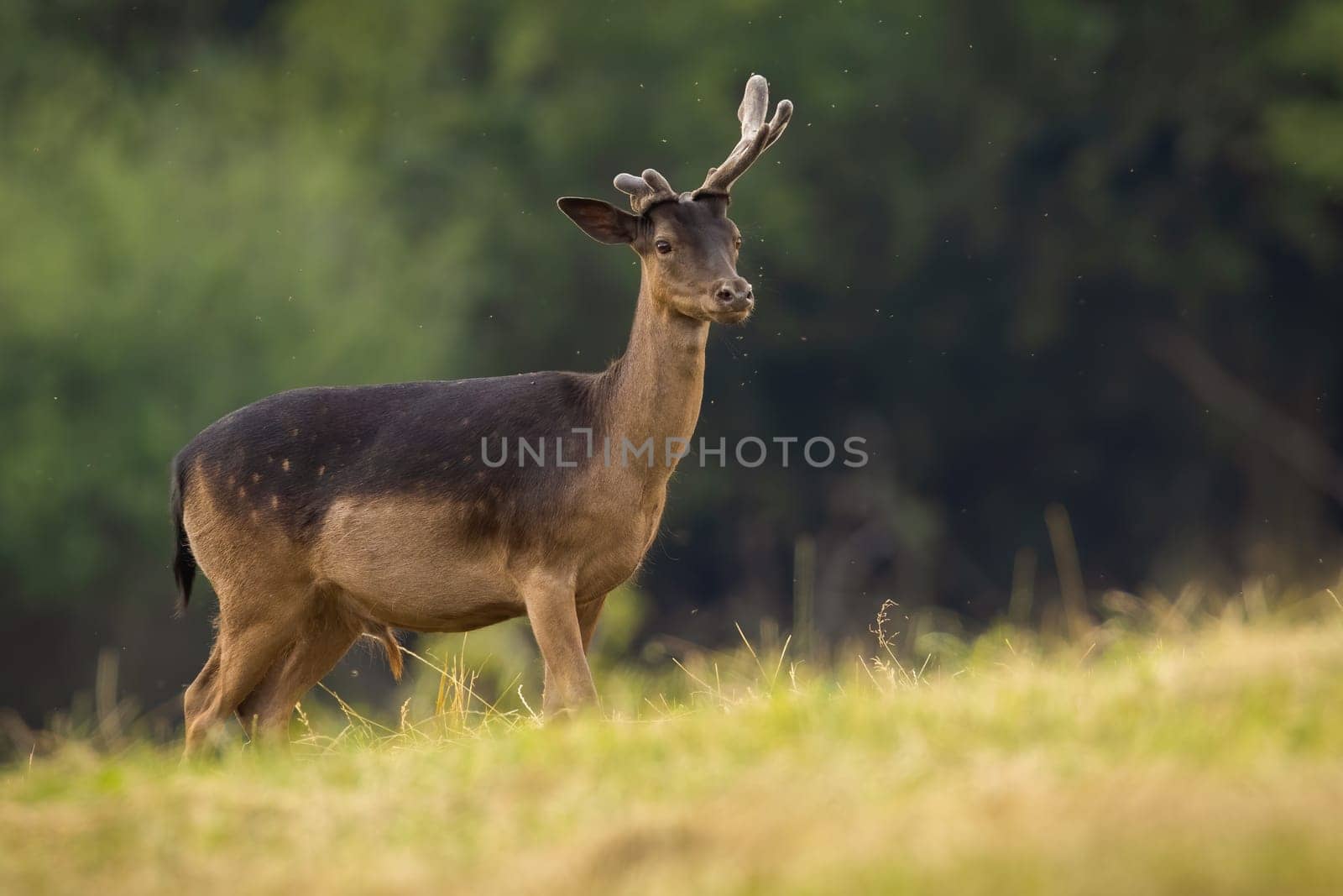Fallow deer, dama dama, with velvet growing antlers standing on field. Antlered mammal looking on grassland with copy space. Brown animal staring on meadow in summer.