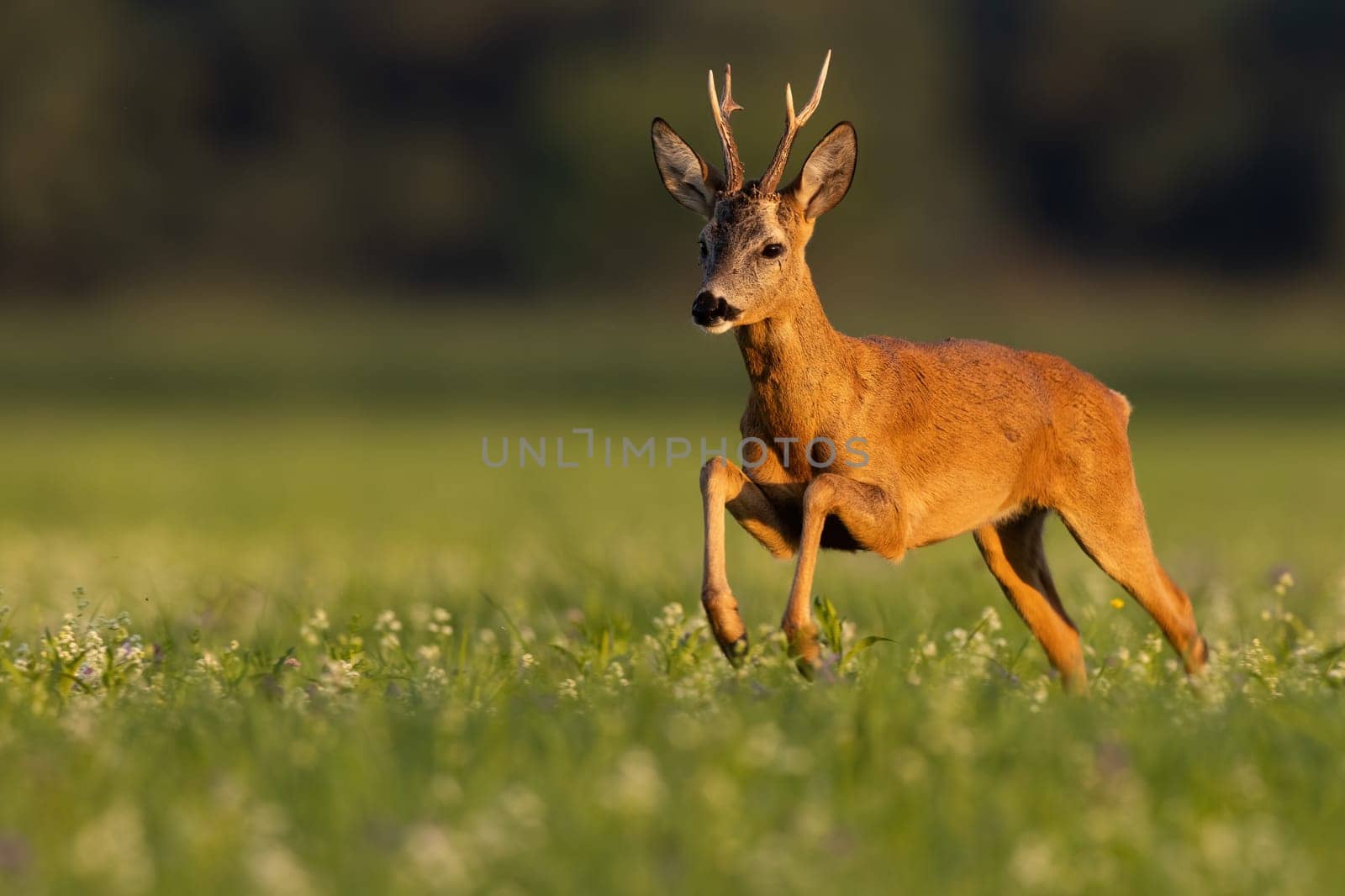 Roe deer, capreolus capreolus, in dynamic movement on pasture in sunset. Brown antlered animal jumping on field in golden hour. Orange creature in dynamic motion.