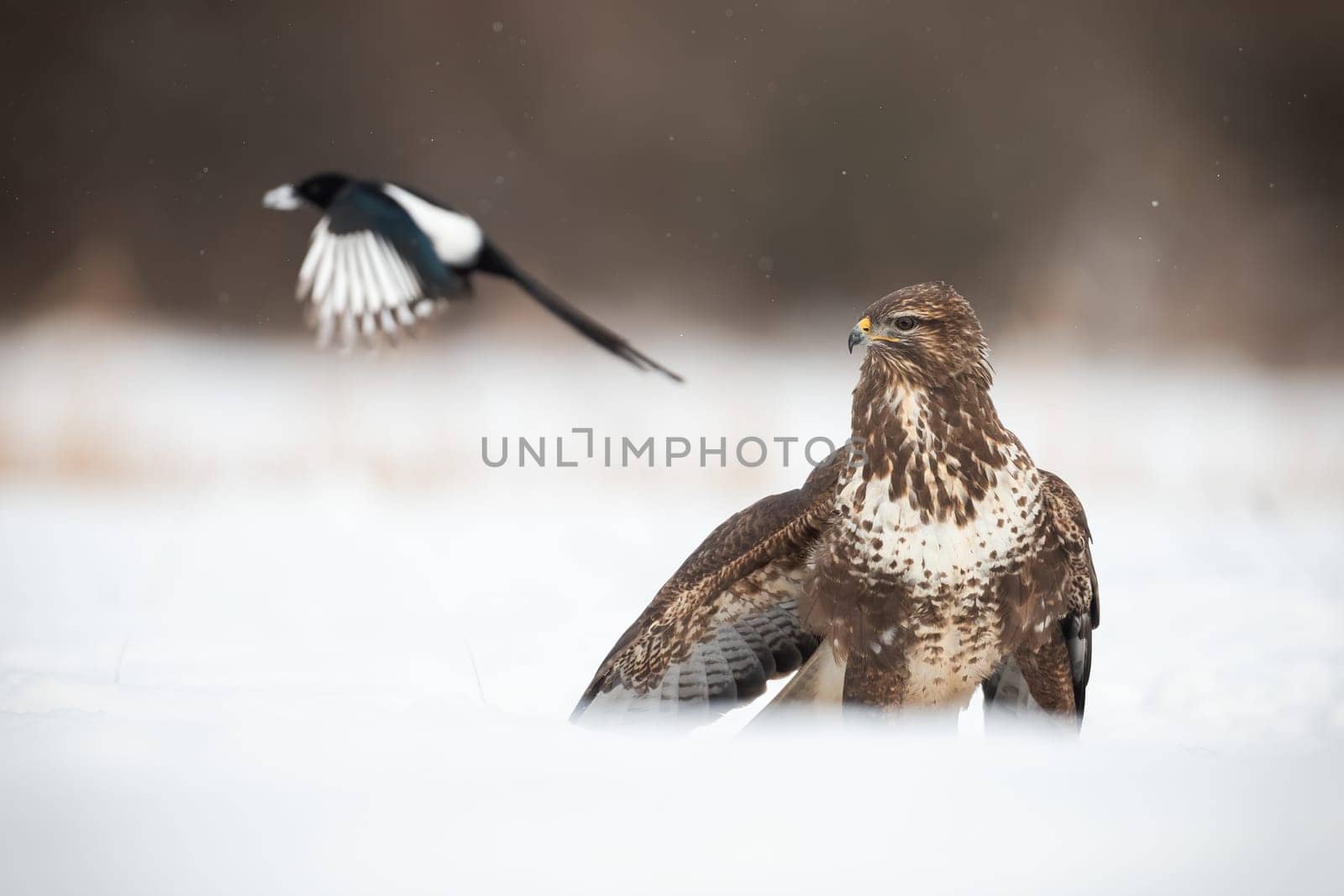 Common buzzard, buteo buteo, and eurasian magpie, pica pica, on white glade. Bird of prey looking on flying songbird in snowy field. Brown predator staring on little animal in flight.