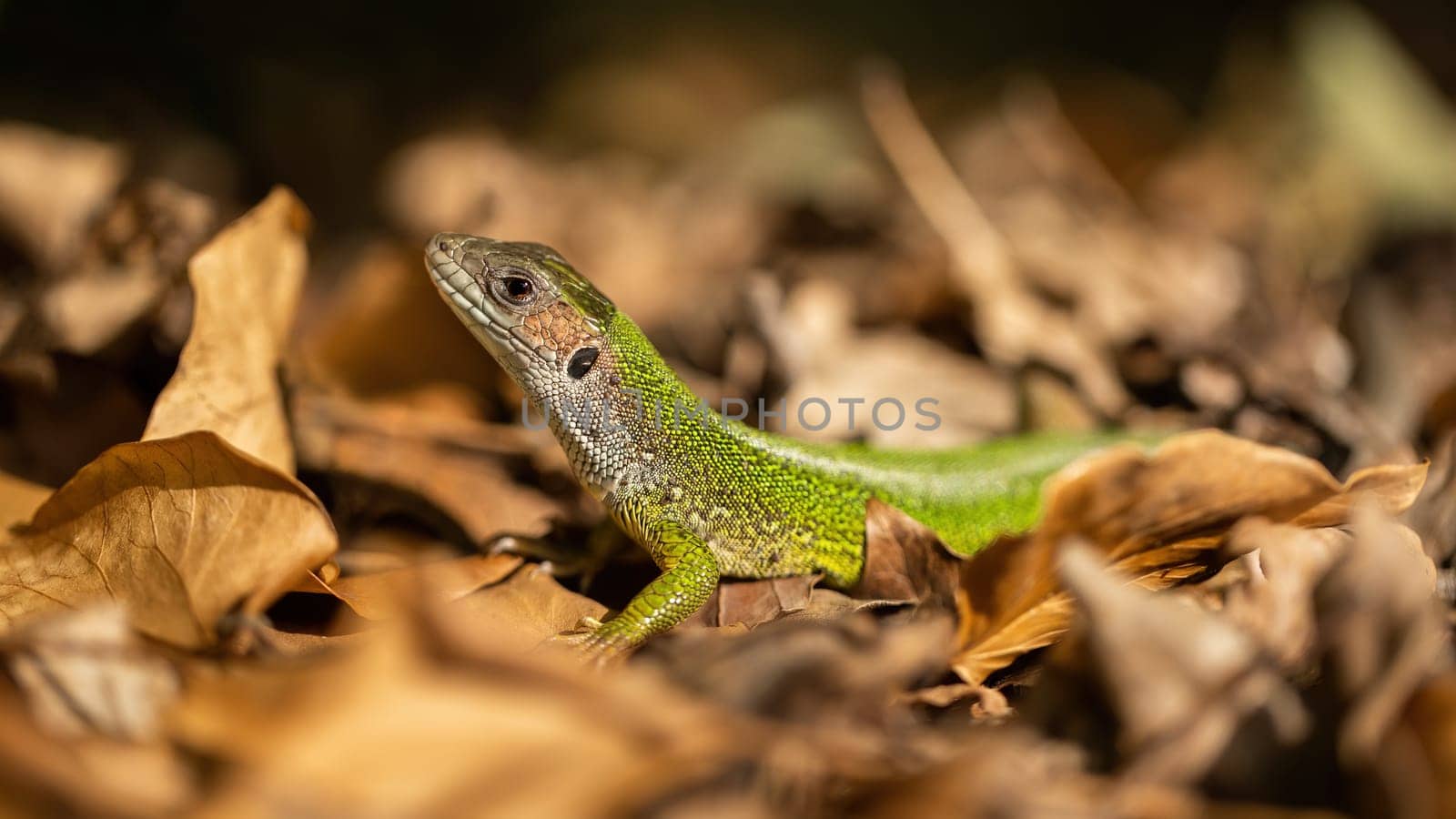 European green lizard, lacerta viridis, looking on leaves in autumn nature. Colored reptile sunbathing on foliage in fall. ANimal with textured skin watching on ground.