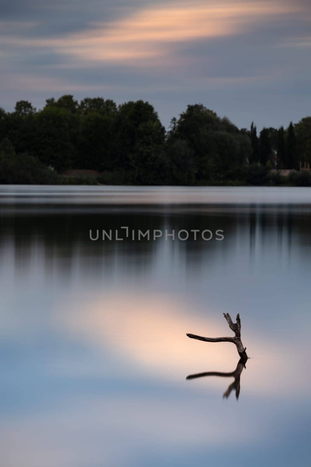 Ast der aus dem See ragt