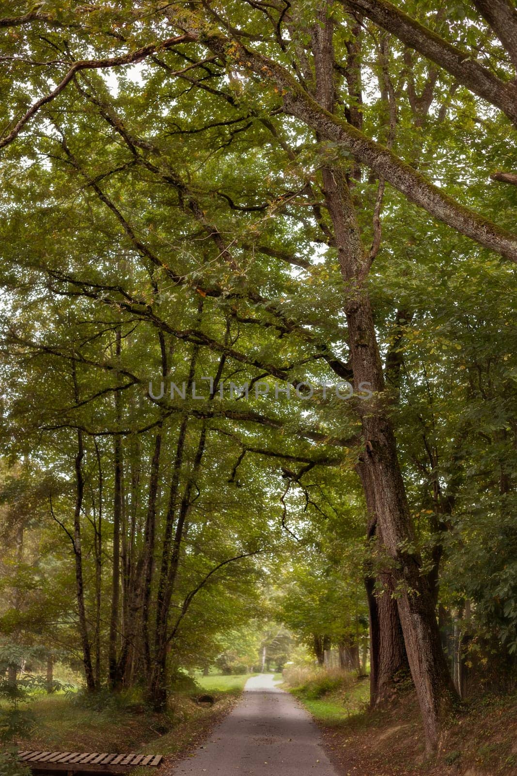way through a forest