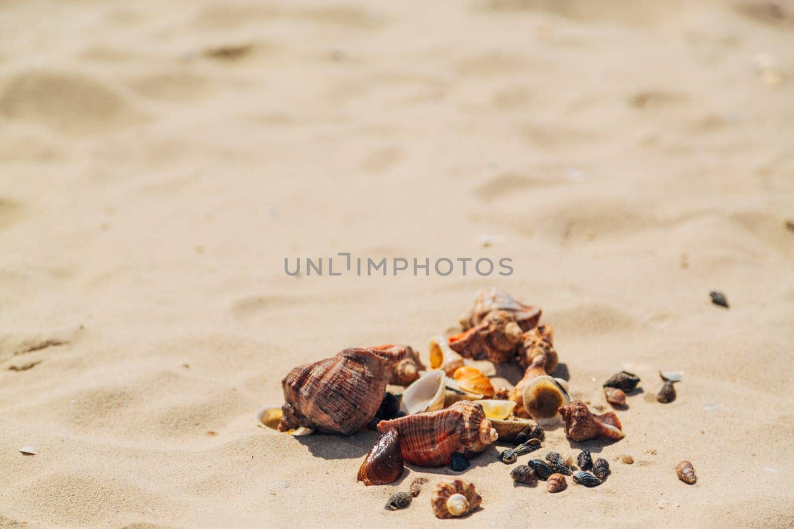 Many Different Seashells Lie on the Sea Beach. Nature Decorations.