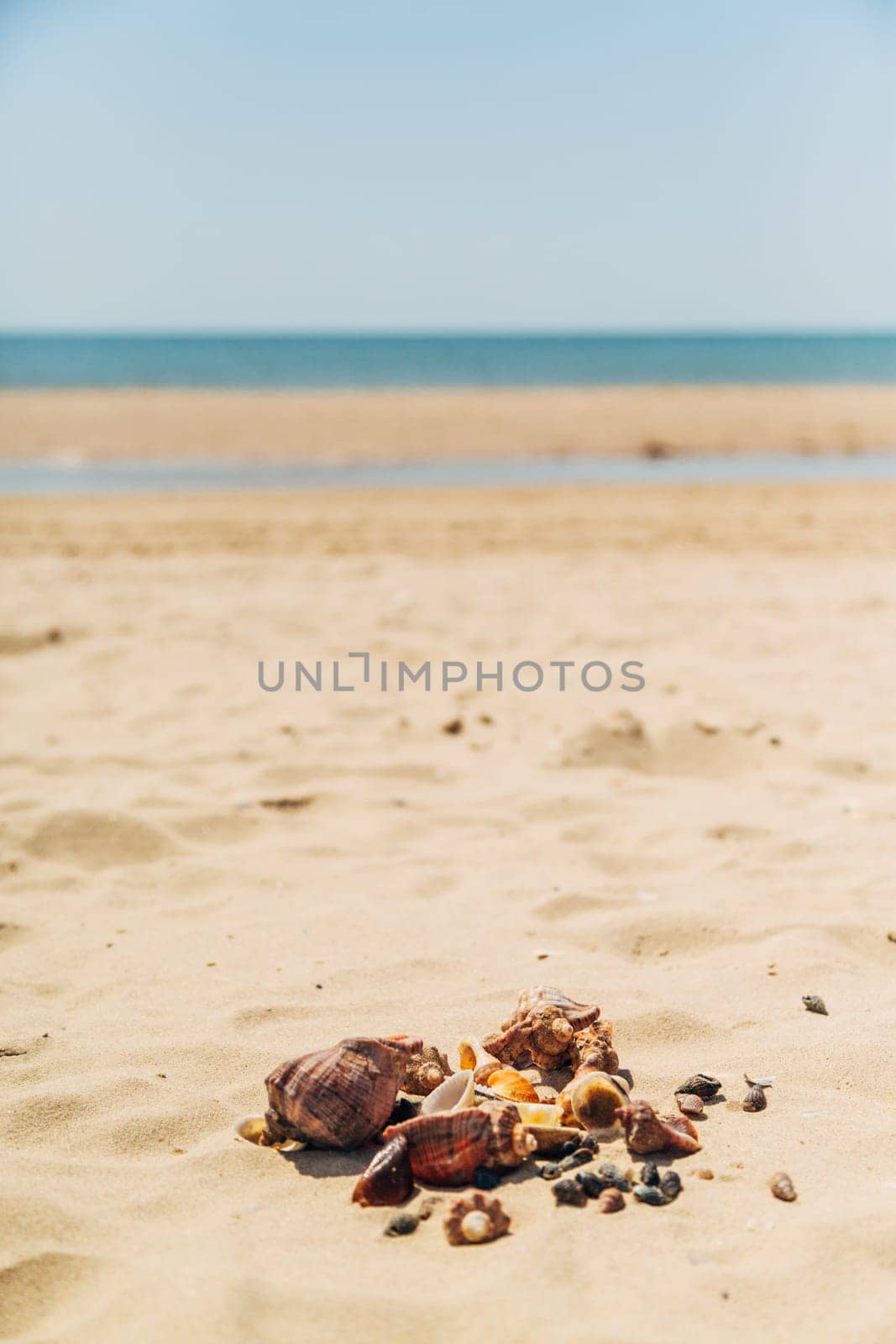 Many Different Seashells Lie on the Sea Beach. Nature Decorations.
