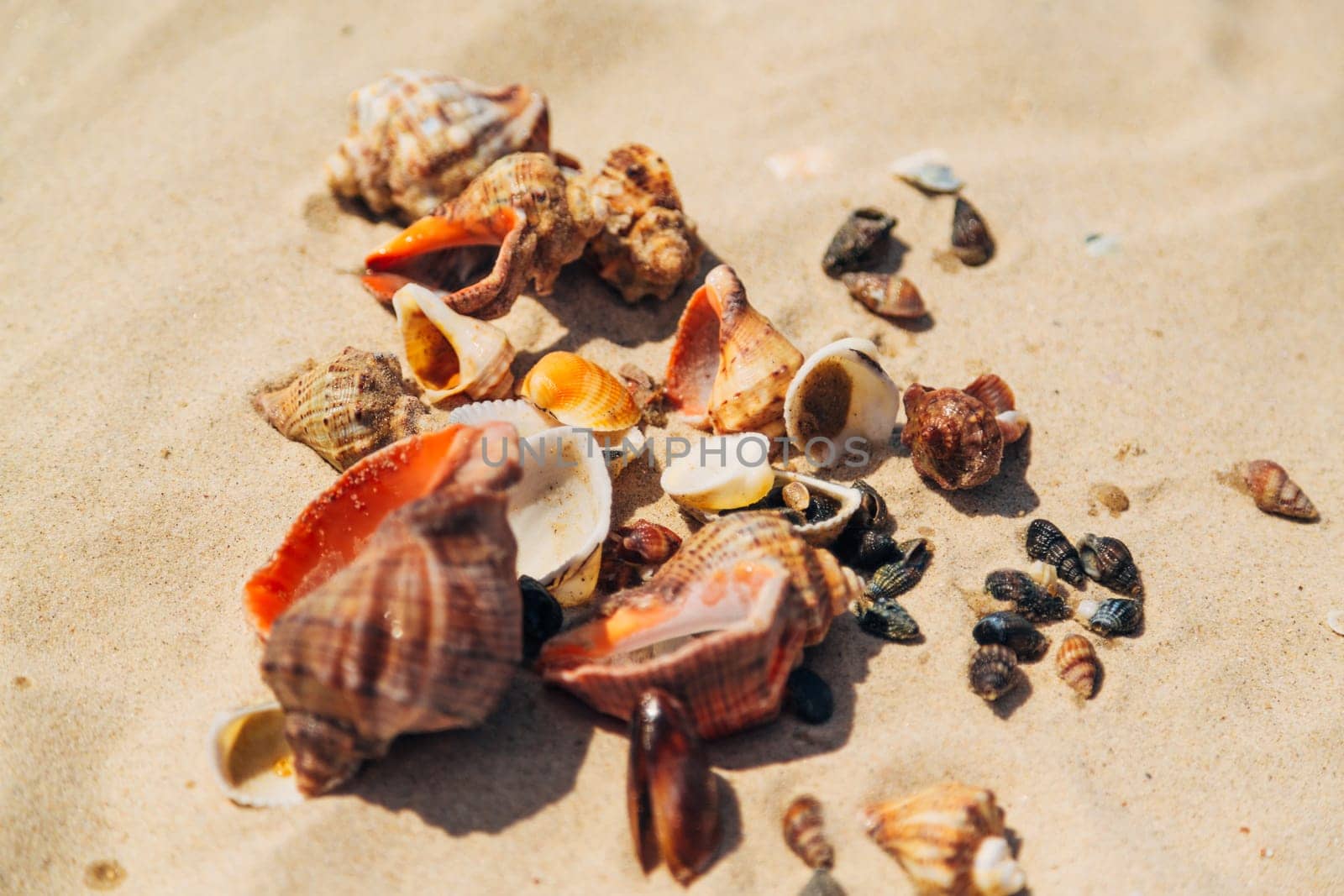 Many Different Seashells Lie on the Sea Beach. Nature Decorations.