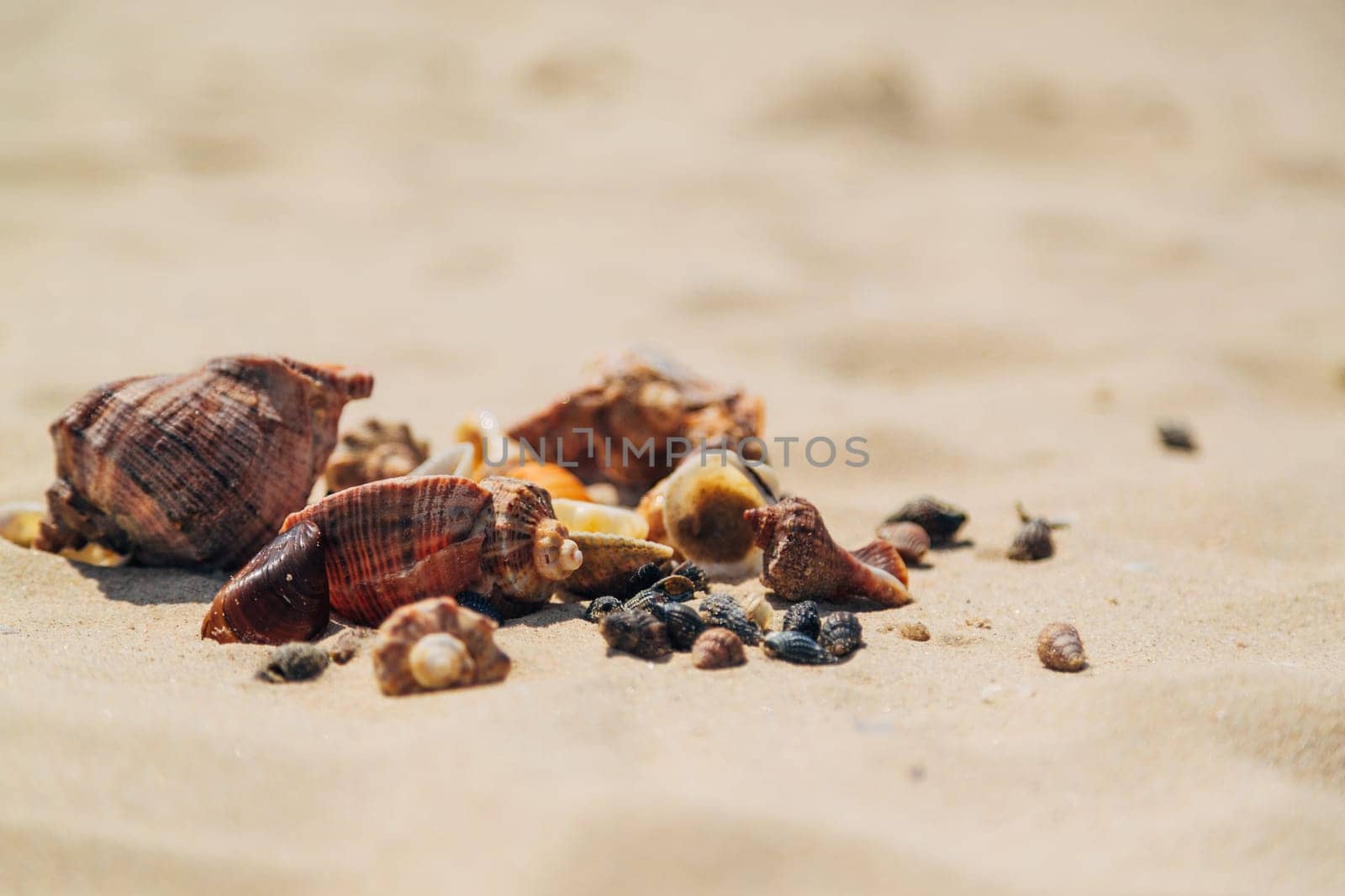 Many Different Seashells Lie on the Sea Beach. Nature Decorations.