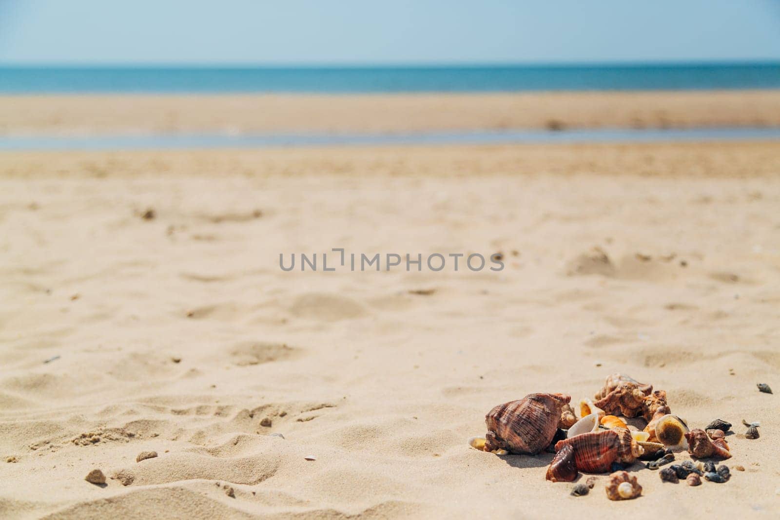 Many Different Seashells Lie on the Sea Beach. Nature Decorations.