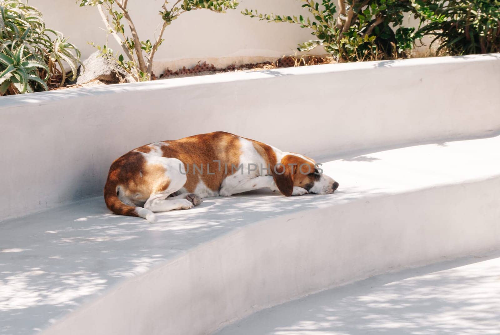 A white-brown stray dog lies on white stone steps in the shade.
