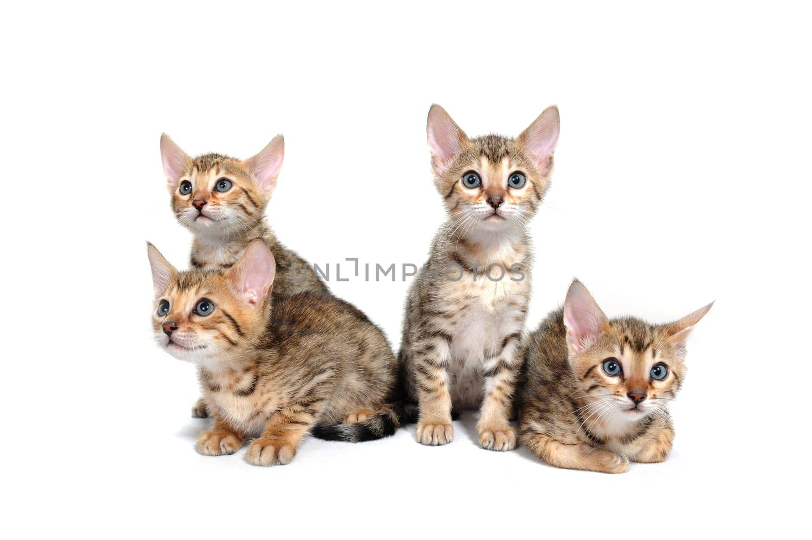 four purebred kittens sit on a white isolated background. High quality photo