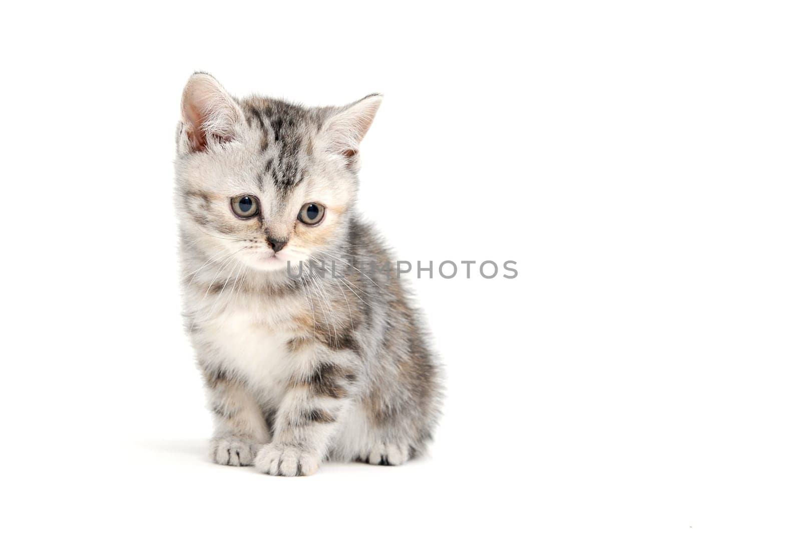 A gray purebred fluffy kitten sits on a white isolated background. High quality photo